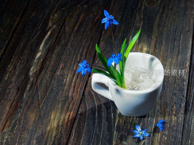 黑色的仍然有蓝色的花(scilla siberica)